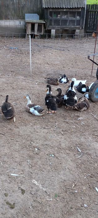 Kaczki staropolskie, żywe i tuszki