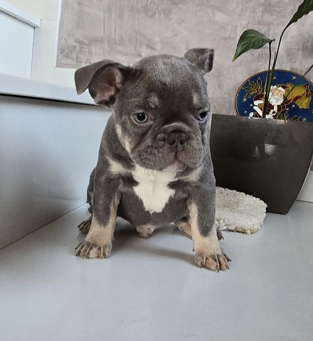 Buldogue Francês Femea e macho vários cores