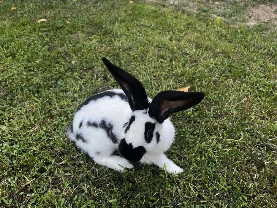 Кролі німецький строкач