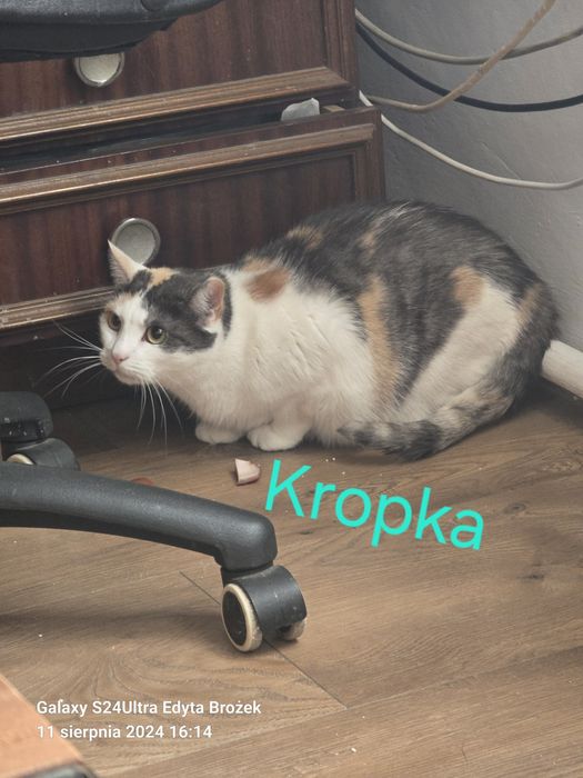 Kotka-Kropka do oddania