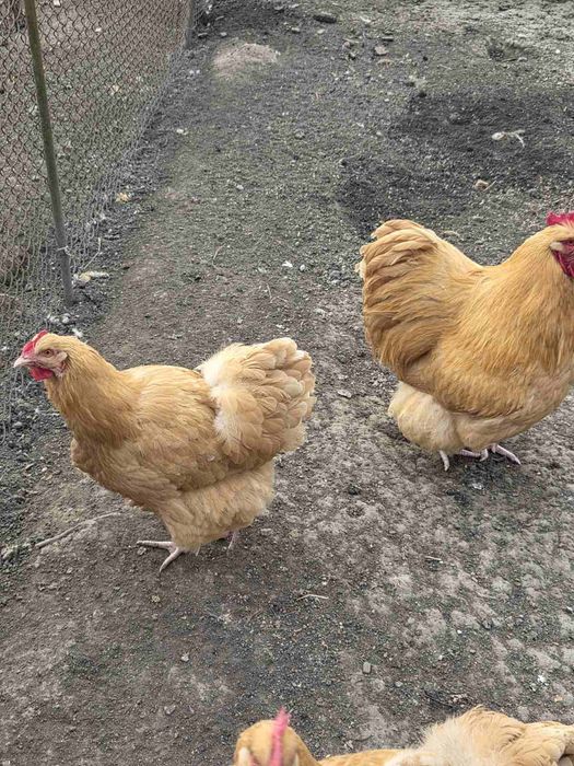 Інкубаційне яйце Орпінгтон