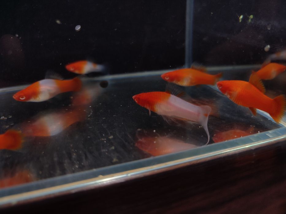 Mieczyk koi  młode