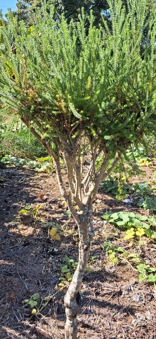 Arbusto ornamental (folha perene)