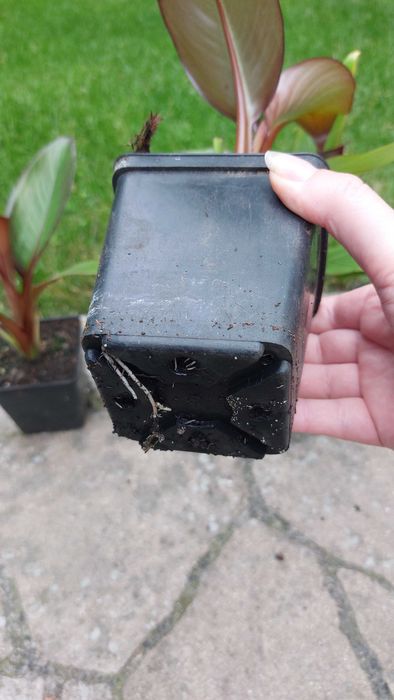 4 szt bananowiec Abisyński Maurelli