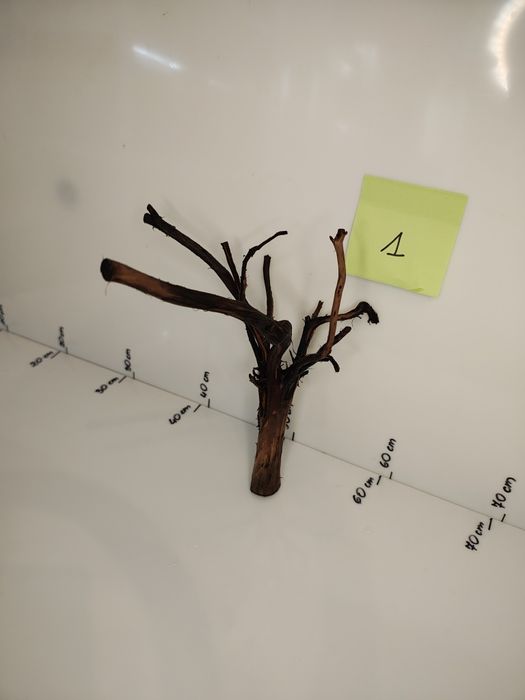 Korzeń nr 1  akacjowy Akwarystyka