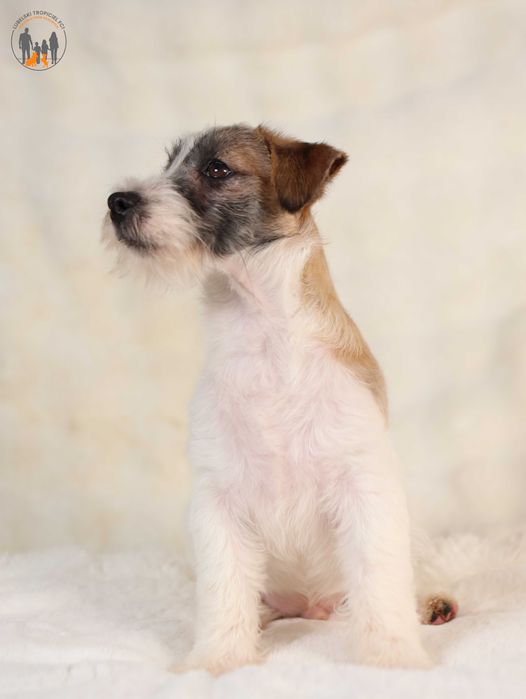 Jack Russell Terrier ZKwP FCI piesek
