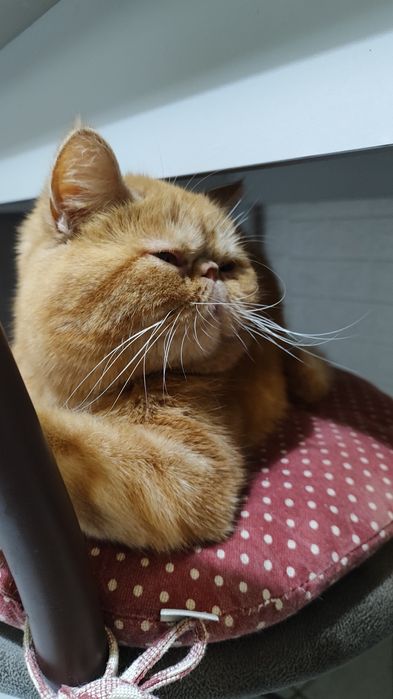 Вязка перс екзот дівчинка