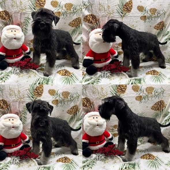 Suczka sznaucer miniaturowy