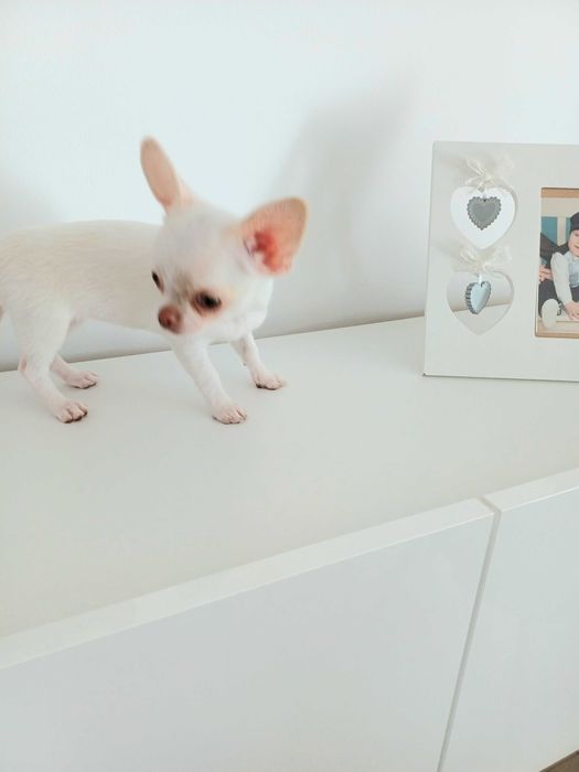 Biała Śliczna Mini Dziewczynka