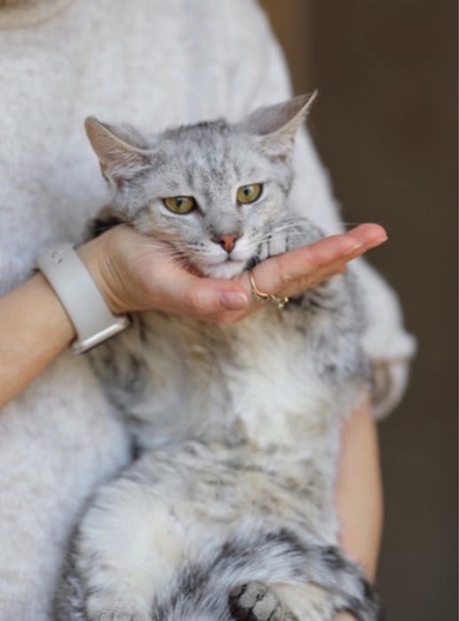 Сіро білий хлопчик, Ельбрус 8 міс, кошеня малюк друг