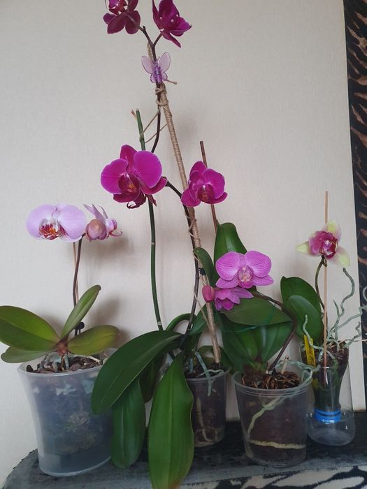 Цветущие домашние орхидеи