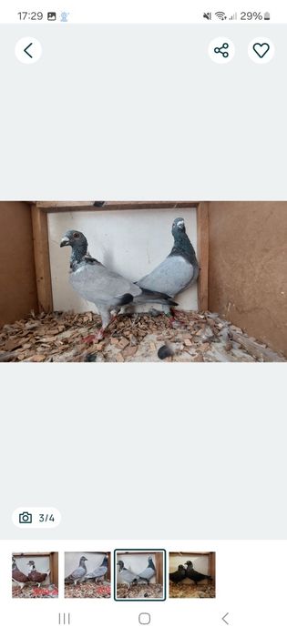 Parki gołębi pocztowych