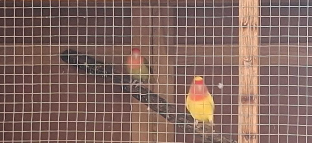 2 love birds (apagornis)