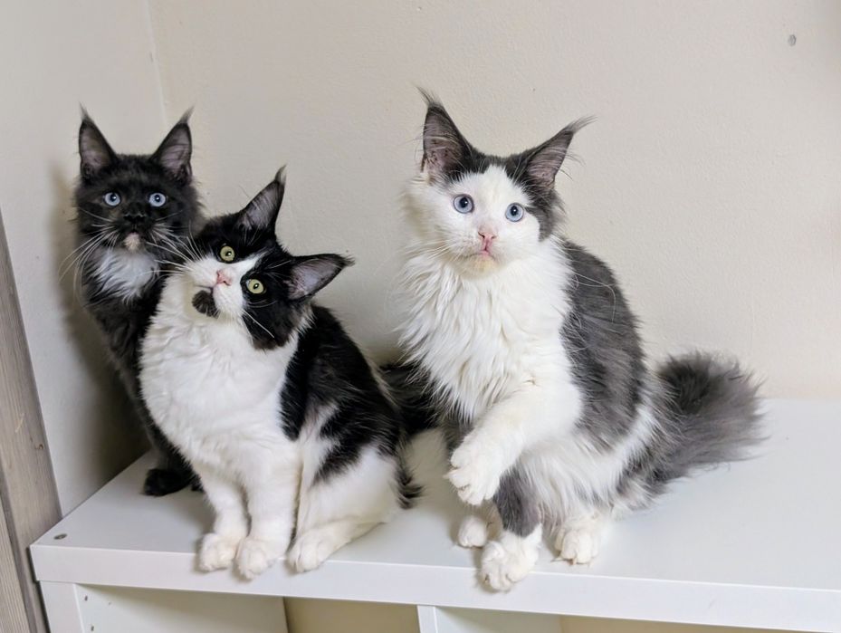 Ciri kotka Maine Coon. Opcja hodowlana. Zapraszamy