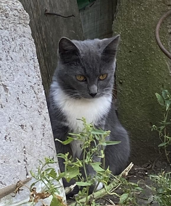 Шукаємо сімʼю для кошеня