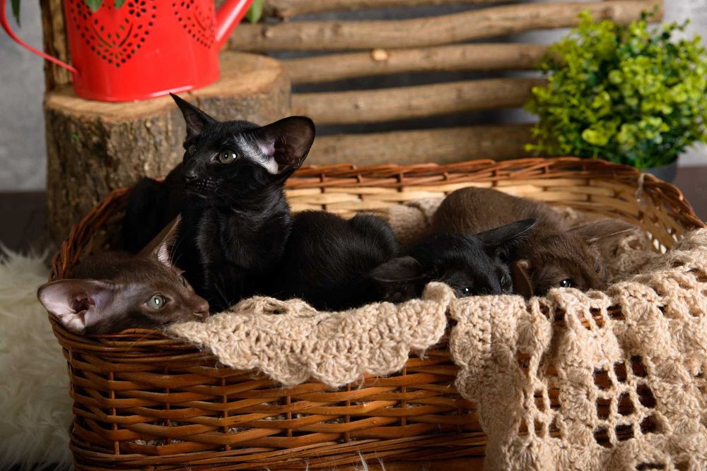 Ориентал, котята шоко и черные