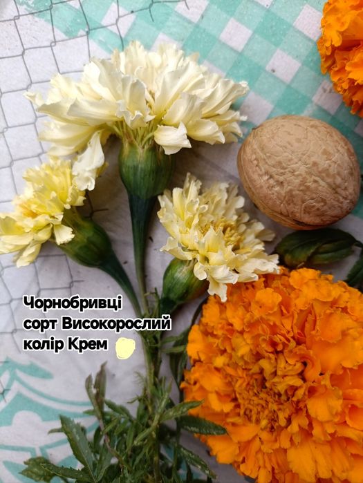 Африканські чорнобривці  гіганти ​Шафрани насіння 1чарка насіння 50грн