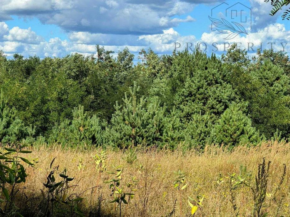 Кутова ділянка з соснами / Генеральські дачі, Музичі