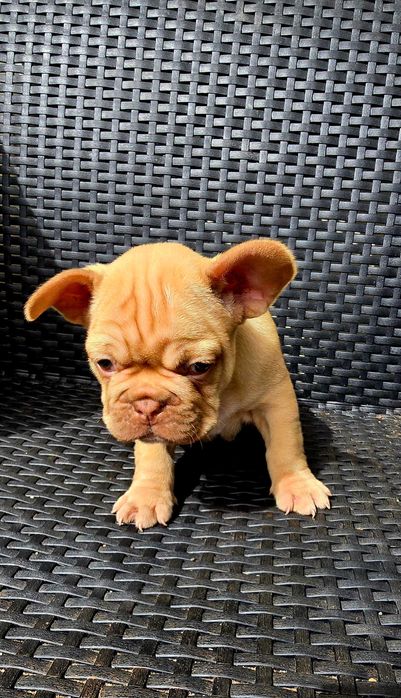 Bulldog Francês Macho