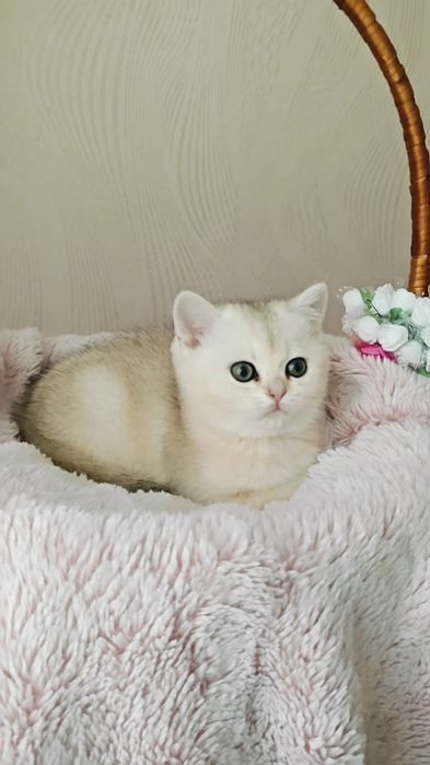 Девочка и мальчик серебристые шиншиллы