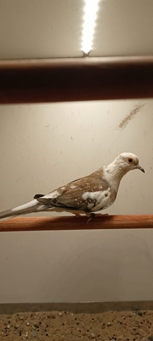 Gołąbki diamentowe samiczki