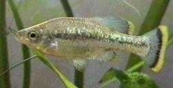 Ameca splendens    Ameka wspaniała