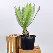 Cycas de varias especies e tamanhos