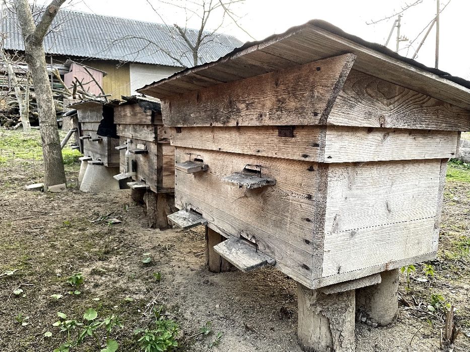 Продаються вулики