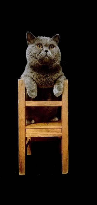 Kocur brytyjski FPL reproduktor grupa B Cena za krycie 500 zł