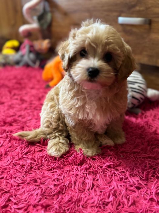 Piesek bichpoo gotowy do odbioru