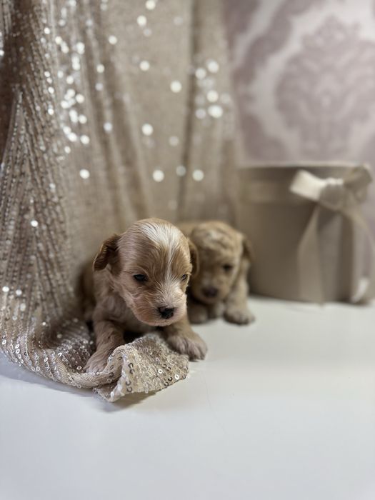 Мальтіпу мальтипу