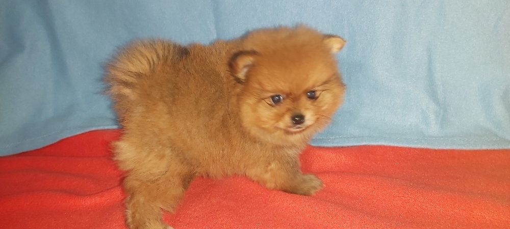 Spitz Alemão miniatura