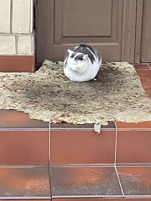 Пропал кот в районе марьяновки