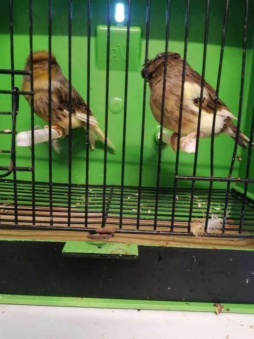 CANÁRIOS (Norwichs e Borders)