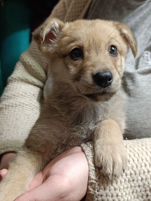 Отдам щенков в хорошие руки (бесплатно)