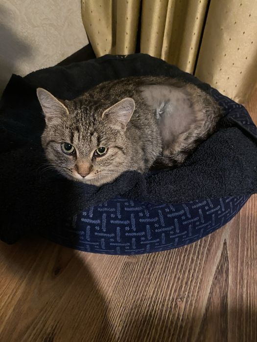 Василіска шукає родину