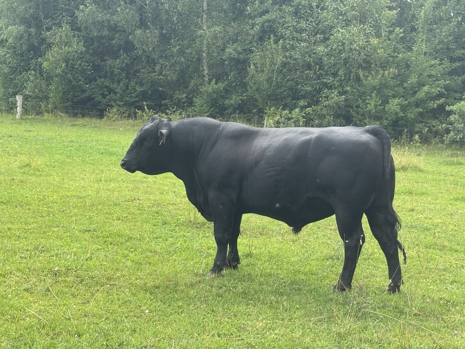 Jałówki i młode byczki rasy Angus na sprzedaż