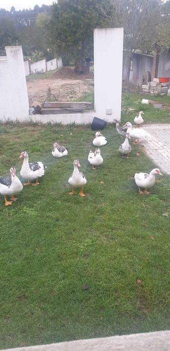 Patos Caseiros criados ao ar livre .