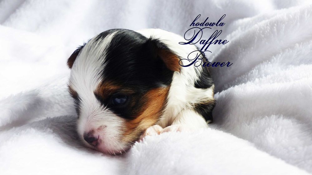 York Biewer Yorkshire Terrier