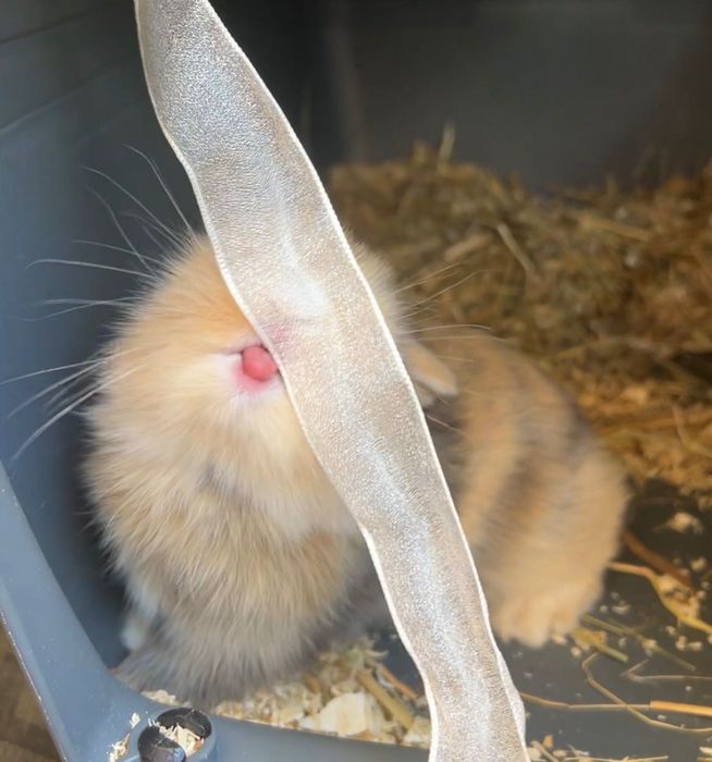 Coelhinho - Mix Mini Lop + Lionhead.