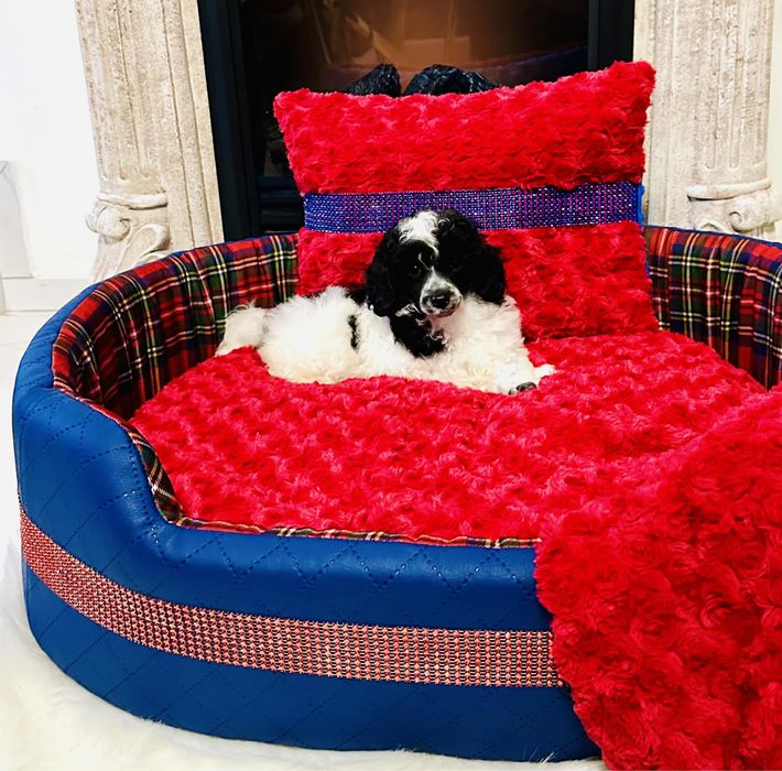 Pudel toy wielobarwny sunia