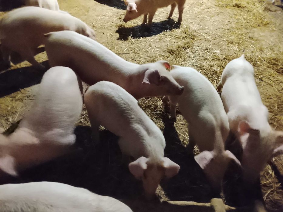Продам поросят 18-30 кг