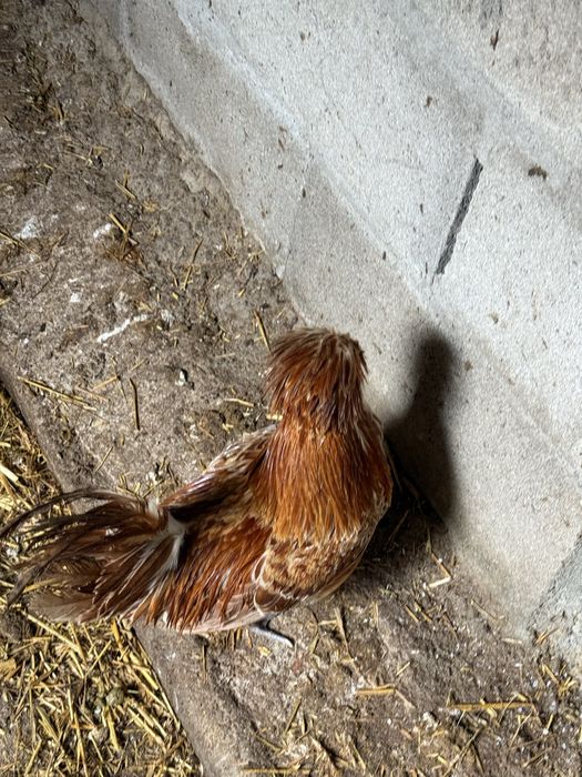 Casal de paduanas chamuça