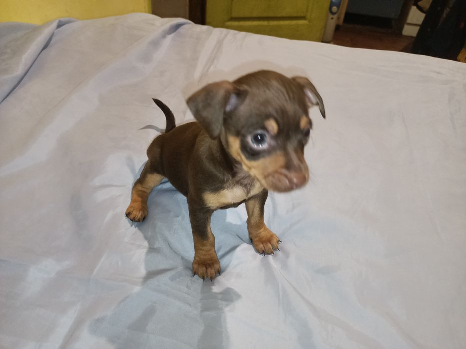 Той тер'єр дівчинка світлий шоколад шукає собі теплу, родину