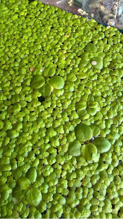 Duckweed e frogbit
