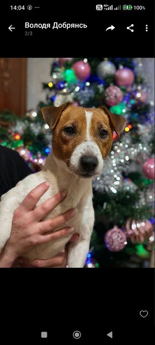 Джек-Расел тер'єр дівчата