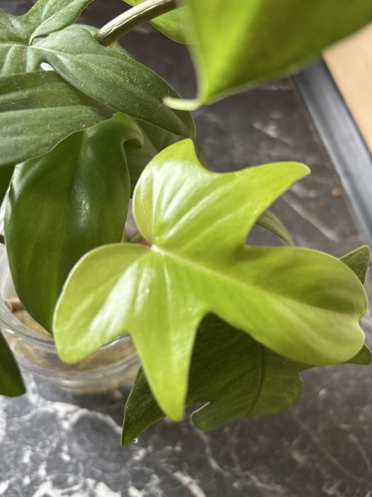 Philodendron Florida Ghost Variegata
