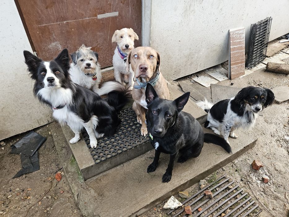 Hotel dla psów, opieka nad psem
