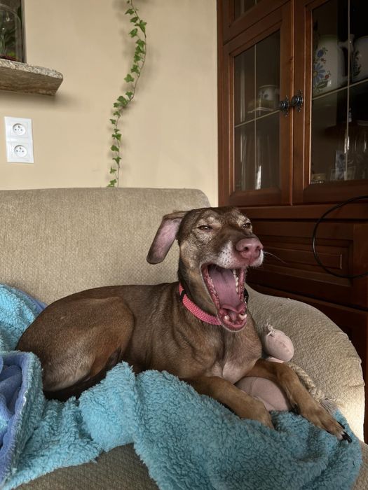 В ДОМАШНІХ умовах.Перетримка. Без КЛіТОК! Лівобережна.