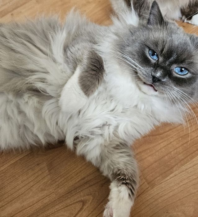 Ragdoll Krycie Kocur